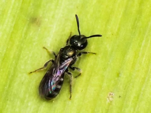 Réf. 278 980 : Lasioglossum sp.