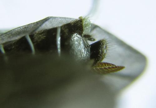Loderus genucinctus