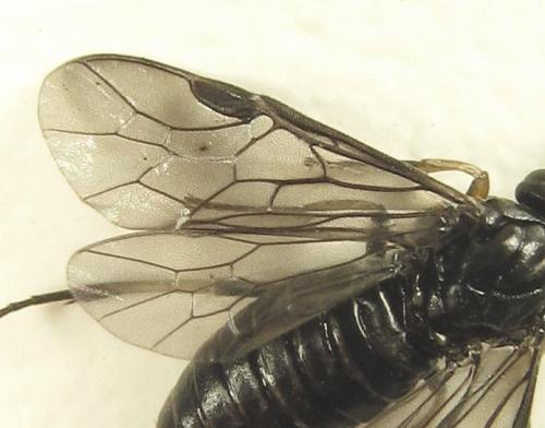 Réf. 278 482 : Pristiphora thalictri