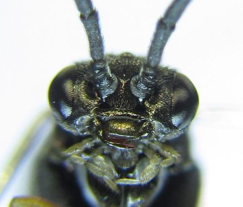Réf. 278 889 : Pristiphora thalictri