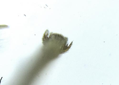 Empria parvula