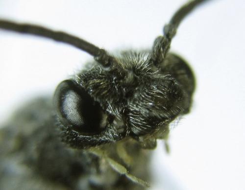 Loderus genucinctus