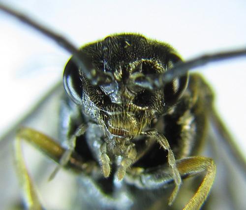Réf. 278 483 : Pristiphora thalictri