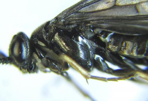 Réf. 278 890 : Pristiphora thalictri