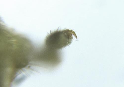 Réf. 278 077 : Empria parvula