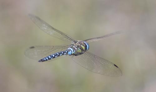 Réf. 278 906 : Aeshna mixta