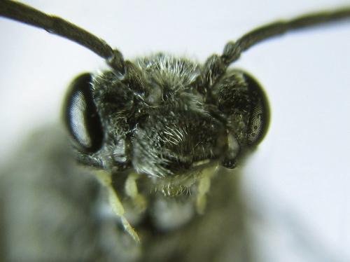 Loderus genucinctus