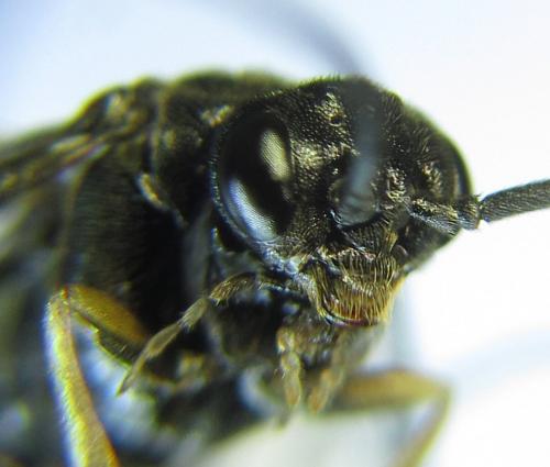 Réf. 278 484 : Pristiphora thalictri