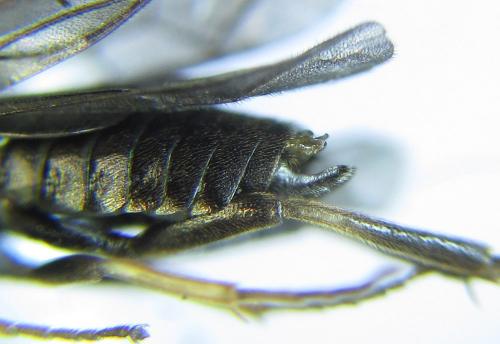 Réf. 278 891 : Pristiphora thalictri