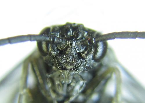 Empria parvula