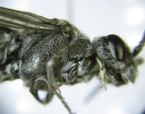 Loderus genucinctus