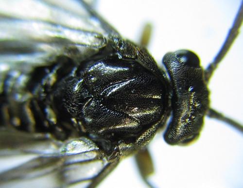 Réf. 278 486 : Pristiphora thalictri