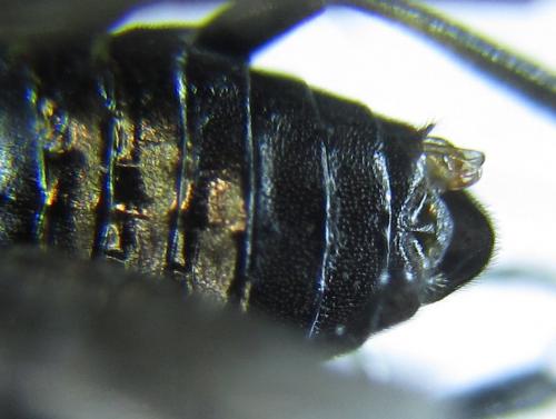 Réf. 278 892 : Pristiphora thalictri