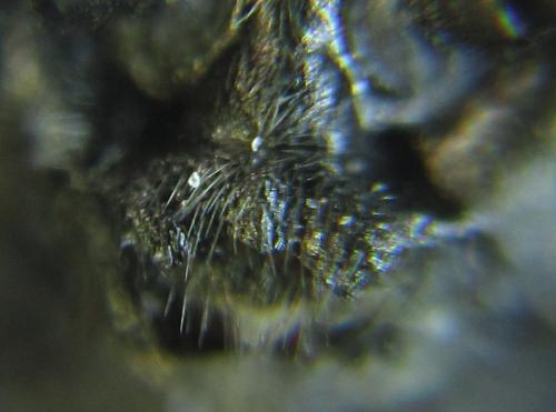 Empria parvula