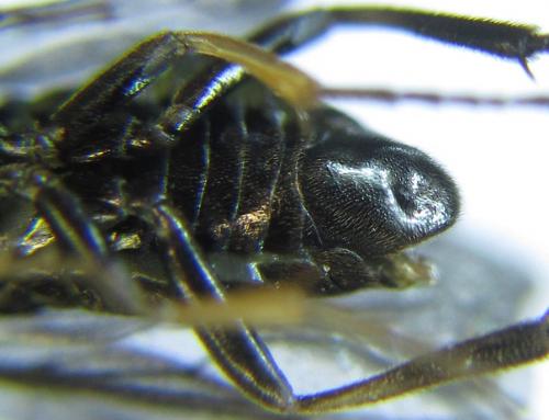 Réf. 278 893 : Pristiphora thalictri