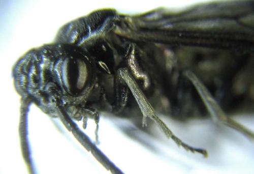 Réf. 278 080 : Empria parvula