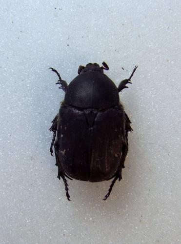 Réf. 278 009 : Netocia oblonga