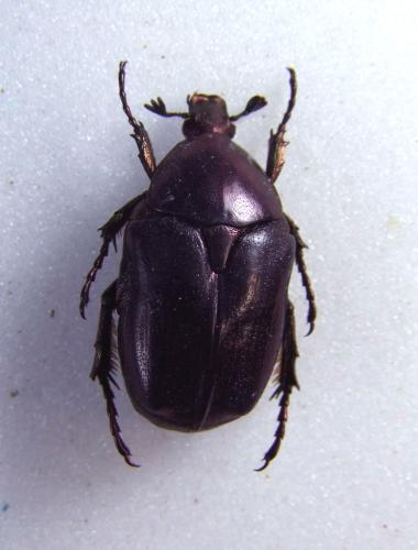 Potosia angustata