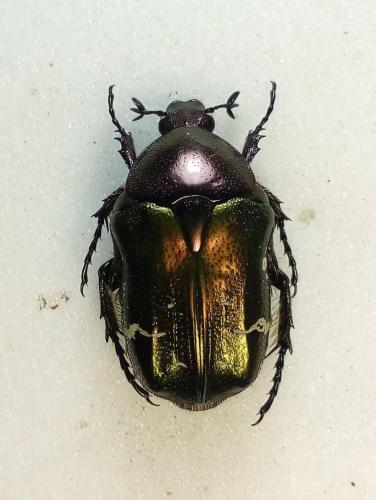 Réf. 278 982 : Cetonia aurata aurata