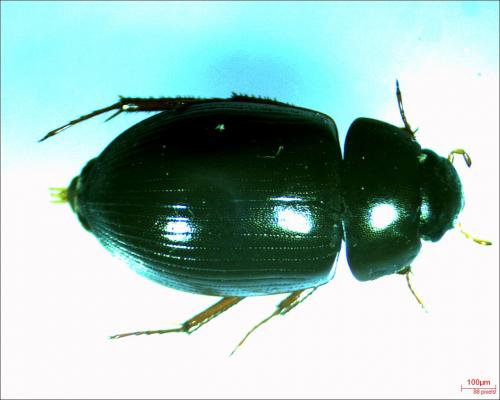 Réf. 278 357 : Hydrobius sp.