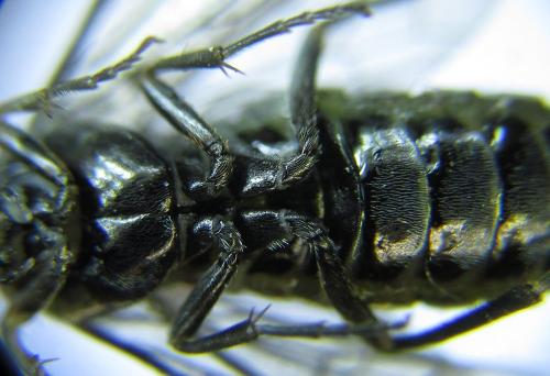 Empria parvula