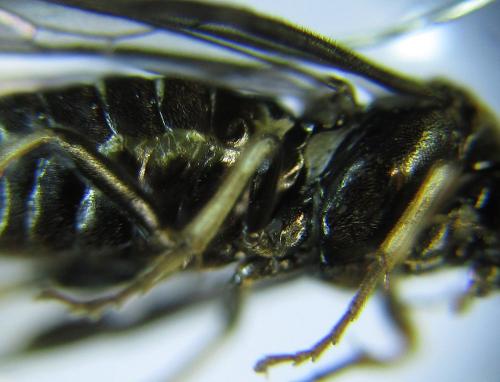 Réf. 278 487 : Pristiphora thalictri