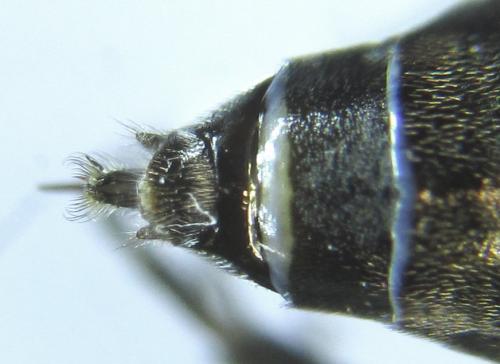 Dolerus aeneus