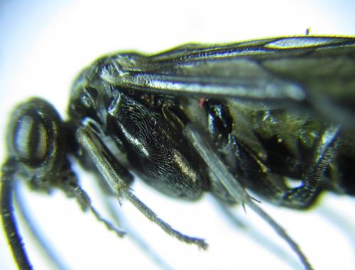 Réf. 278 082 : Empria parvula