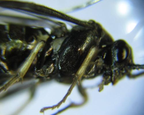Réf. 278 488 : Pristiphora thalictri