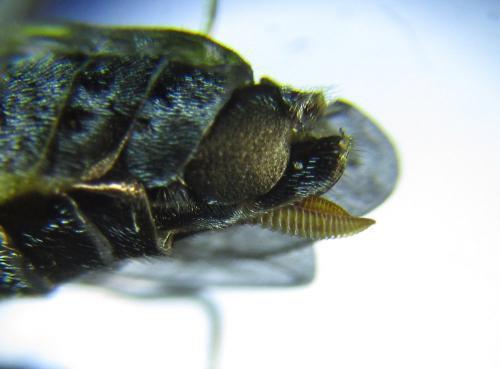 Dolerus aeneus