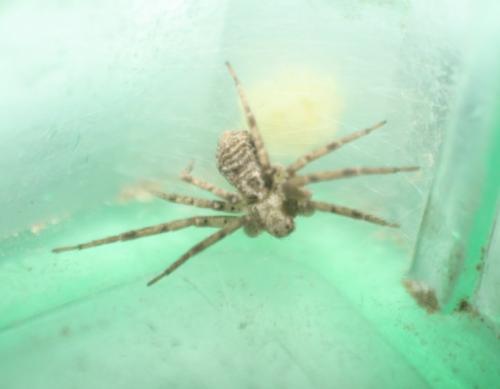 Philodromus sp.