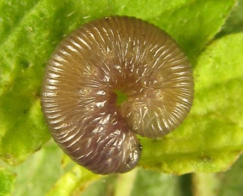 Empria parvula