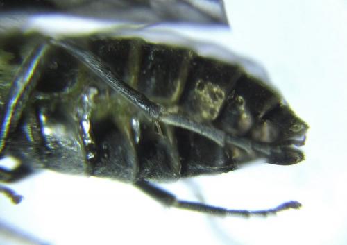 Empria parvula