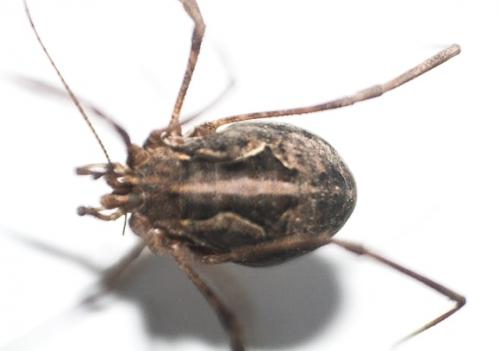 Réf. 278 091 : Metaphalangium sp.