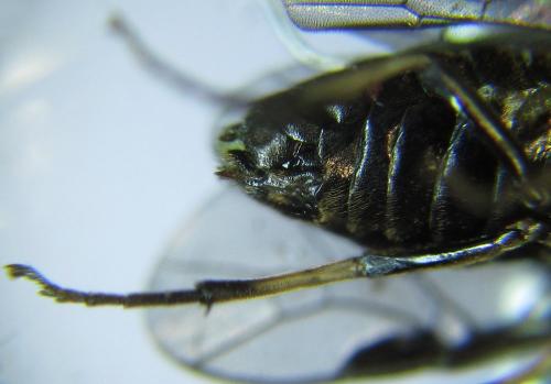 Réf. 278 489 : Pristiphora thalictri