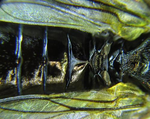 Dolerus aeneus