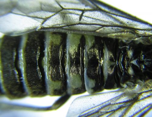 Empria parvula