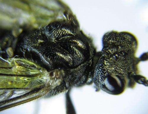 Dolerus aeneus