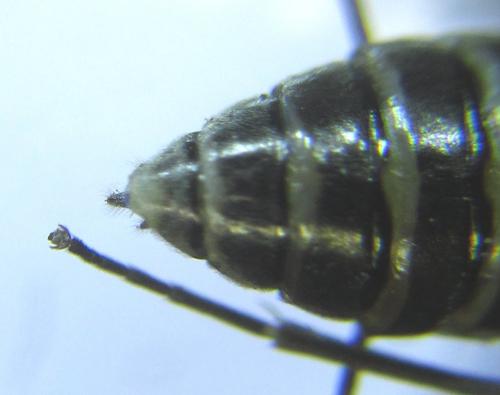 Réf. 278 085 : Empria parvula