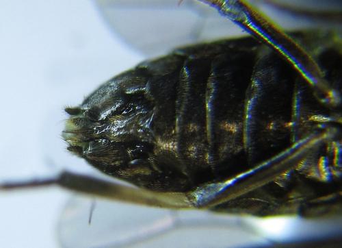 Réf. 278 490 : Pristiphora thalictri