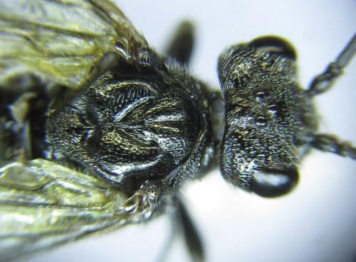 Dolerus aeneus