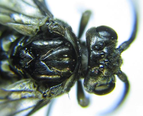 Réf. 278 086 : Empria parvula