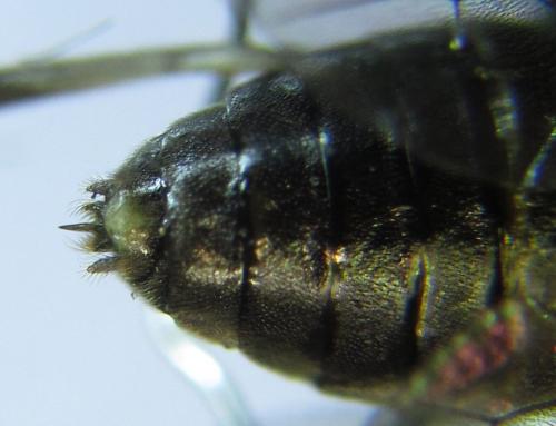 Réf. 278 491 : Pristiphora thalictri