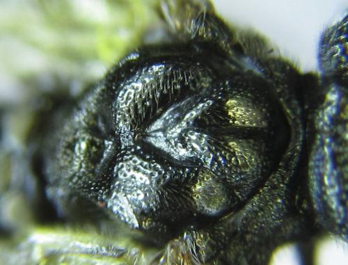 Dolerus aeneus