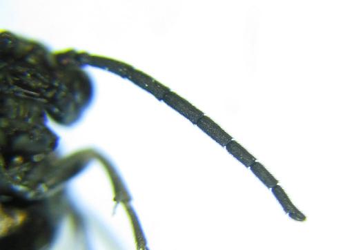 Empria parvula