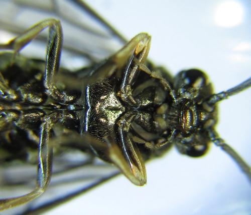 Réf. 278 492 : Pristiphora thalictri