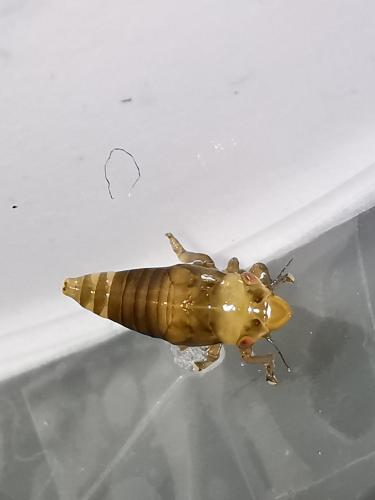 Réf. 278 144 : Philaenus sp.