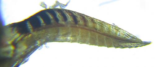 Empria parvula