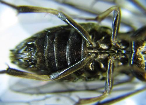 Réf. 278 493 : Pristiphora thalictri