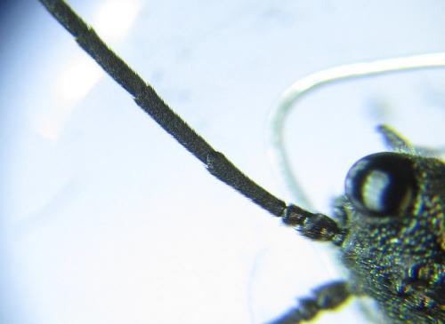 Dolerus aeneus